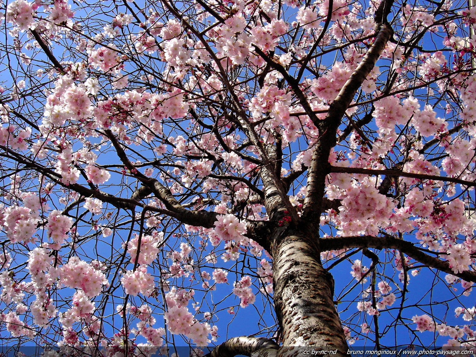 Wallpapers Nature Seasons - Spring Arbre en fleurs au printemps