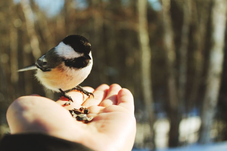 Wallpapers Animals Birds - Chickadees Wallpaper N293590