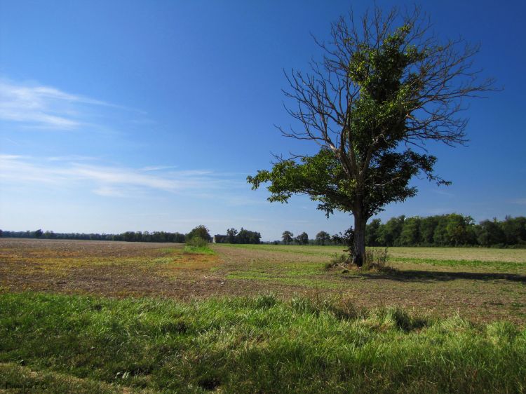 Fonds d'cran Nature Champs - Prairies Champ  Beire