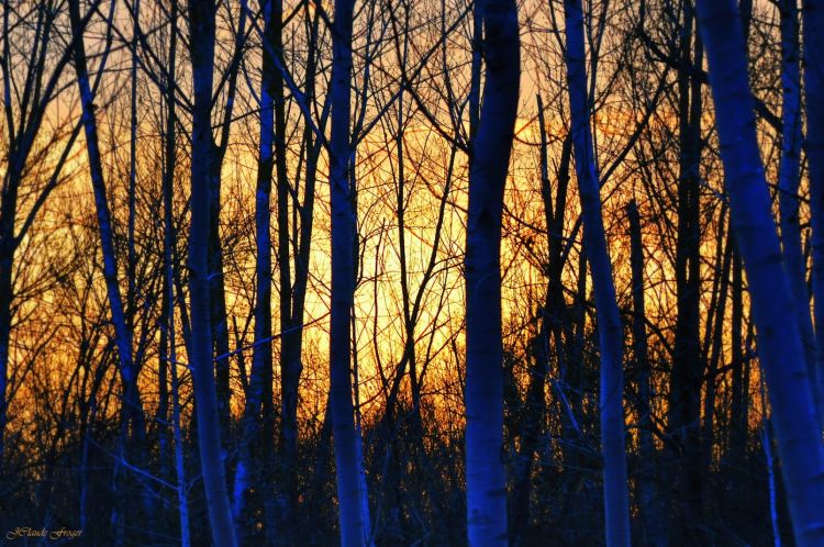 Fonds d'cran Nature Arbres - Forts Blue Trees