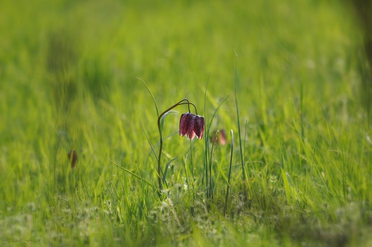 Fonds d'cran Nature Fleurs Fe Clochette