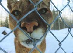  Animaux Image sans titre N293592