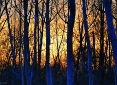  Nature Blue Trees