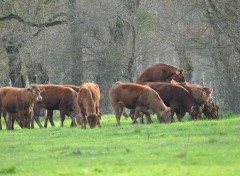  Animals L ' Amour est dans le pr 