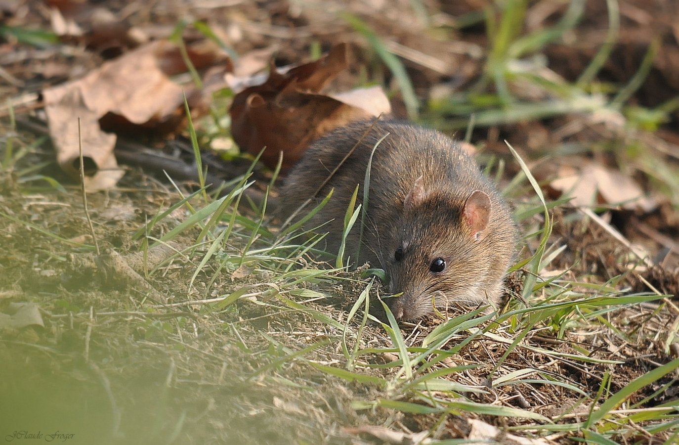 Wallpapers Animals Rodents - Rats Ratatouille 