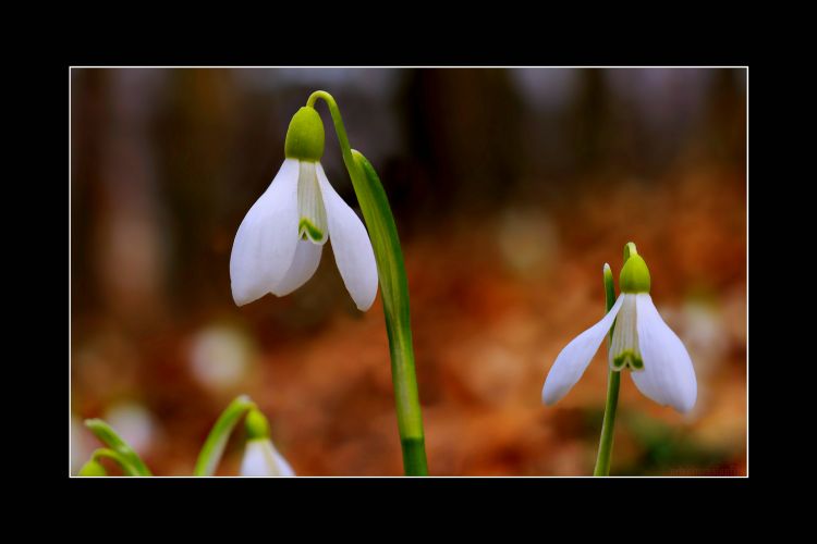 Fonds d'cran Nature Fleurs Le printemps arriva.2.