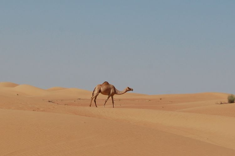 Wallpapers Animals Dromedaries - Camels dromadaire