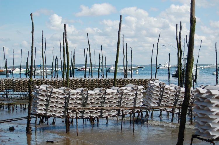 Fonds d'cran Nature Mers - Ocans - Plages parcs  huitres