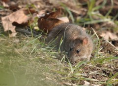  Animaux Ratatouille 