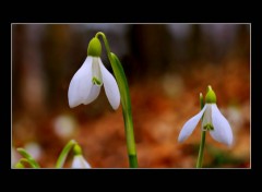  Nature Le printemps arriva.2.