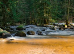  Nature Paysage ruisseau Vosgien