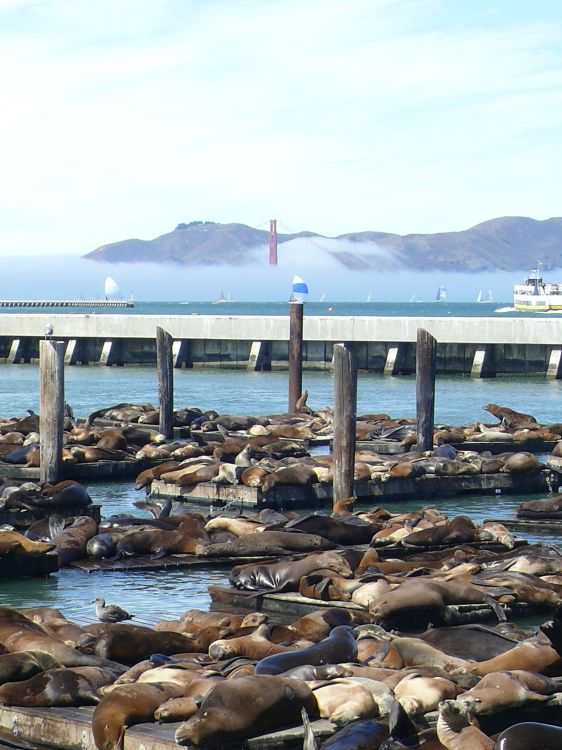 Fonds d'cran Voyages : Amrique du nord Etats-Unis > San Francisco san francisco