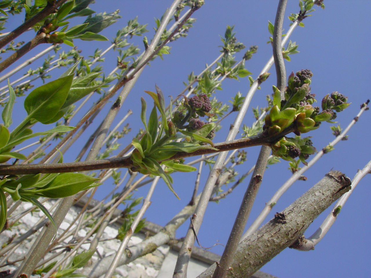 Wallpapers Nature Trees - Forests lilas prcoce