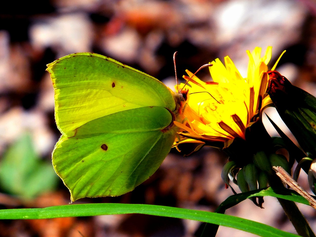 Wallpapers Animals Insects - Butterflies papillons