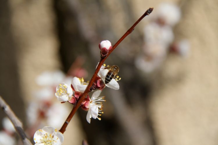 Fonds d'cran Nature Fleurs Le printemps est l !