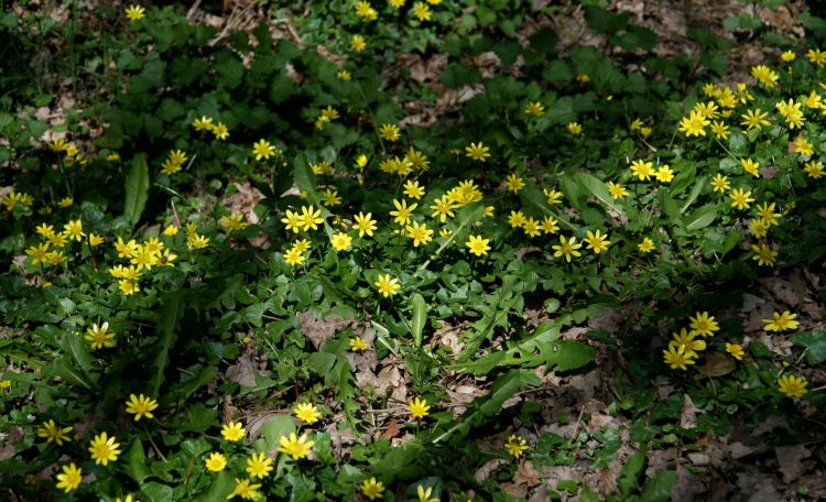 Fonds d'cran Nature Fleurs Ombre et lumire 