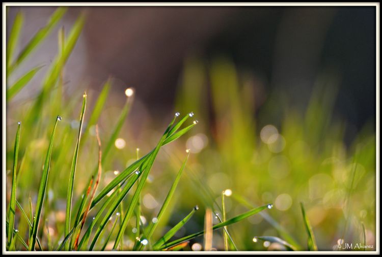 Fonds d'cran Nature Herbes Fracheur matinale