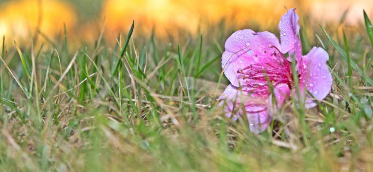 Fonds d'cran Nature Fleurs Rose matinale