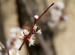  Nature Le printemps est l !