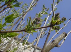  Nature lilas prcoce