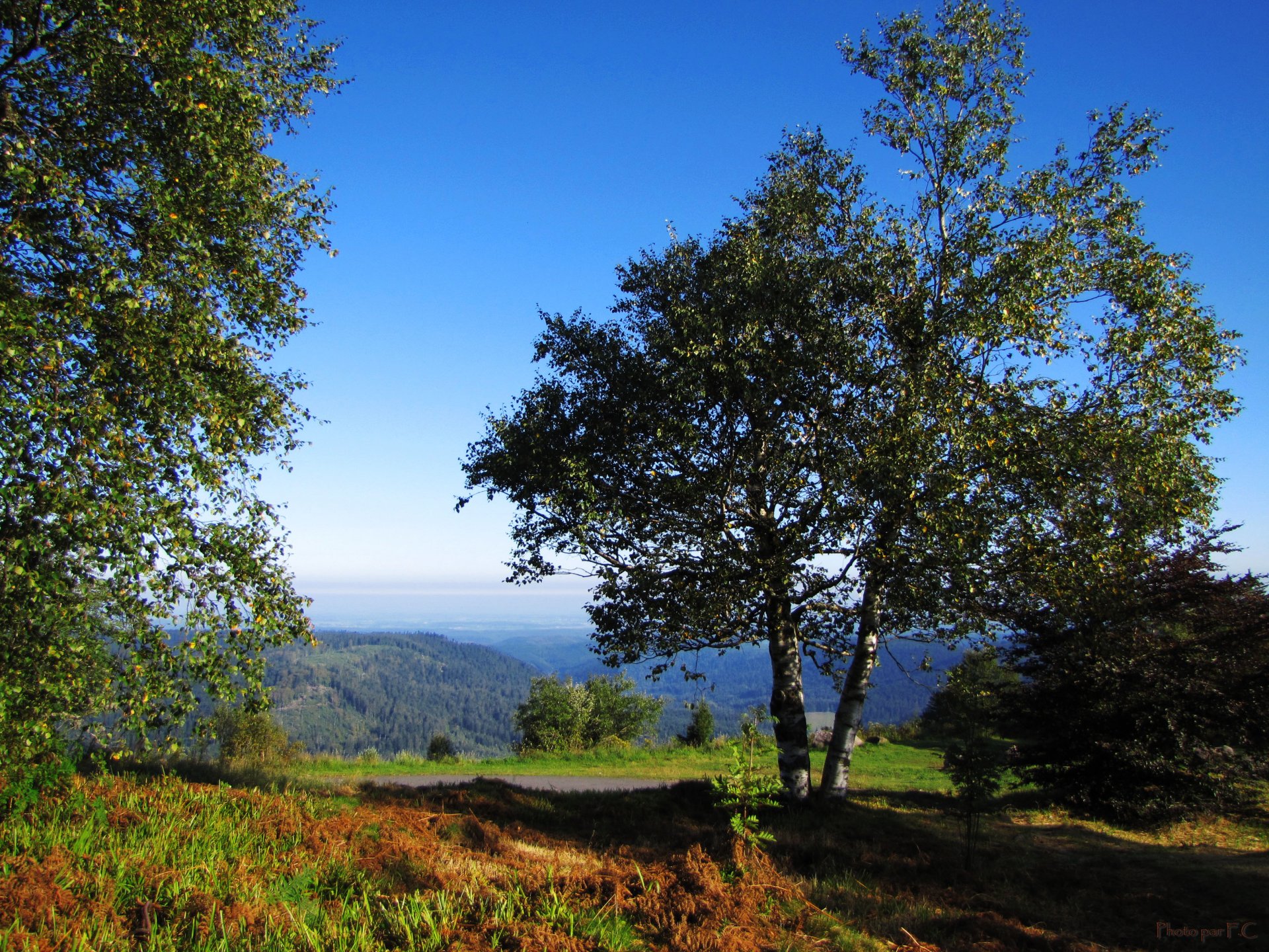 Wallpapers Nature Trees - Forests Au Donon