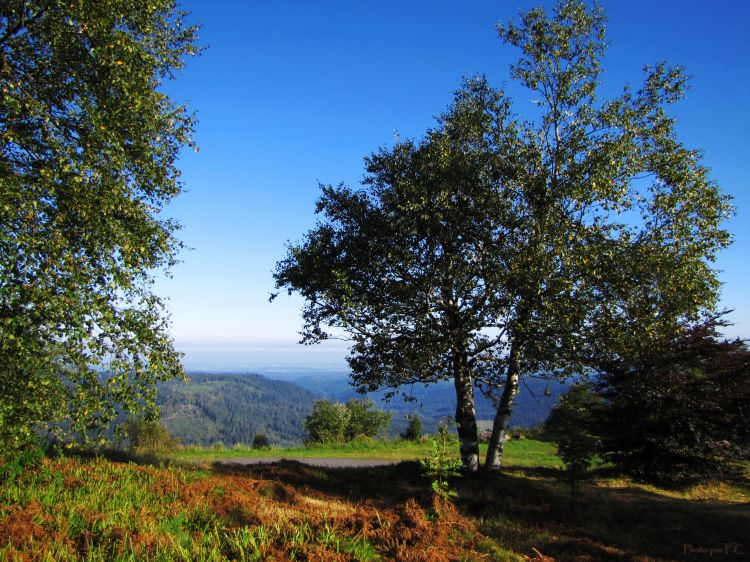 Fonds d'cran Nature Arbres - Forts Au Donon