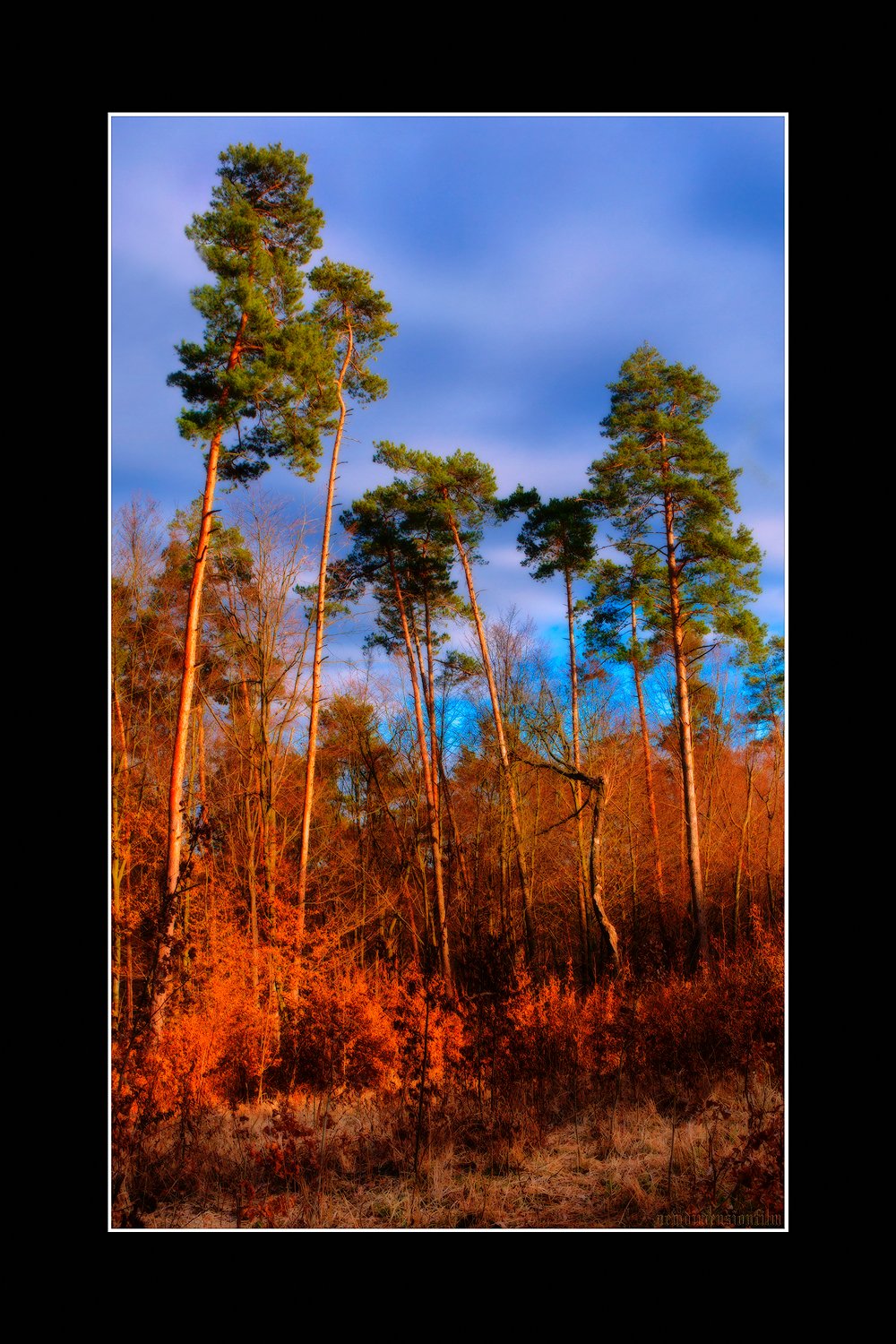 Wallpapers Nature Trees - Forests Les derniers rayons du soleil brille.