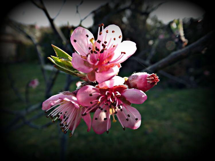 Wallpapers Nature Flowers futures pches de vigne