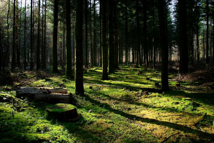 Fonds d'cran Nature Arbres - Forts Fort de Chaux (39)