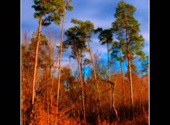  Nature Les derniers rayons du soleil brille.