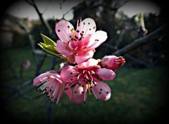  Nature futures pches de vigne