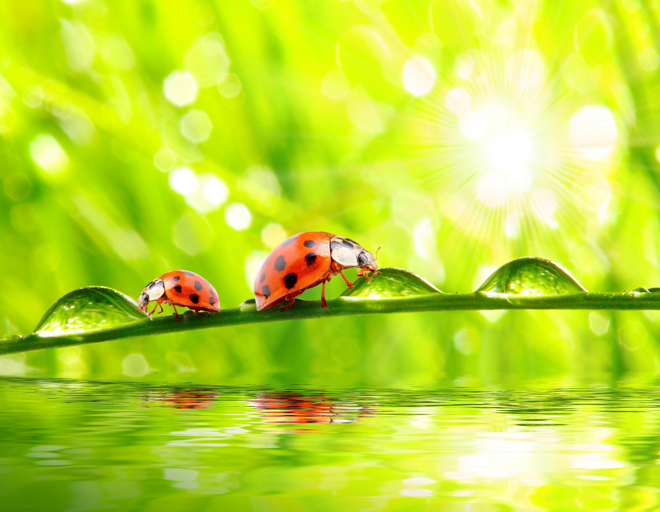 Wallpapers Animals Insects - Ladybugs Coccinelles