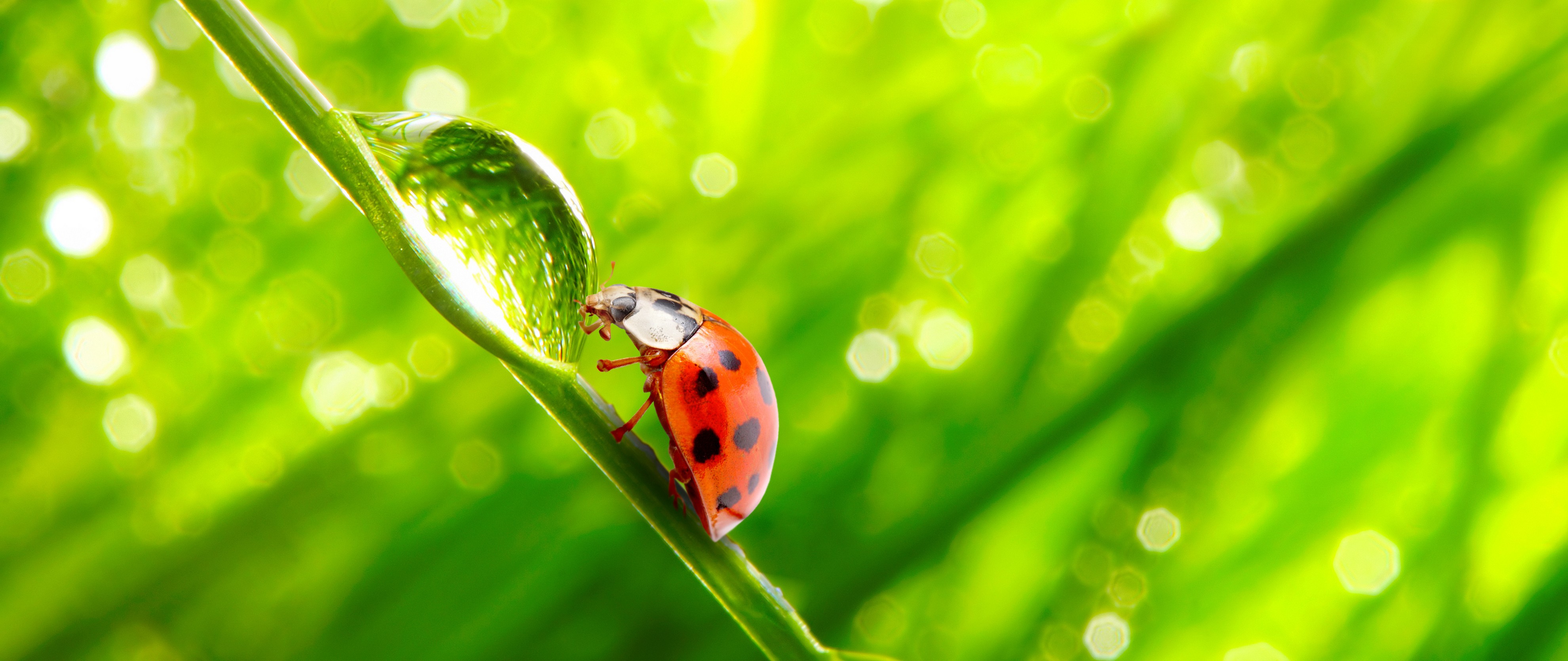 Fonds d'cran Animaux Insectes - Coccinelles Coccinelles