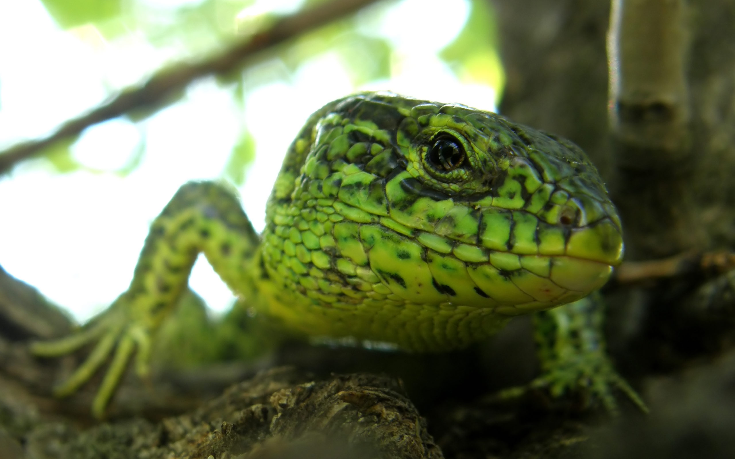 Wallpapers Animals Lizards - Iguanas 