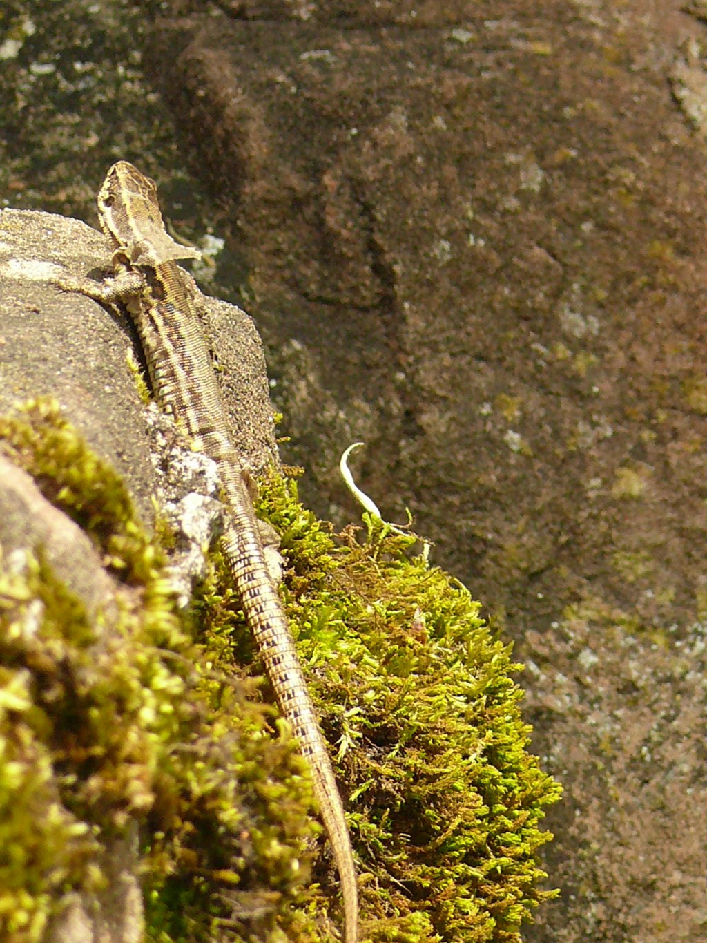 Fonds d'cran Animaux Lzards - Iguanes 