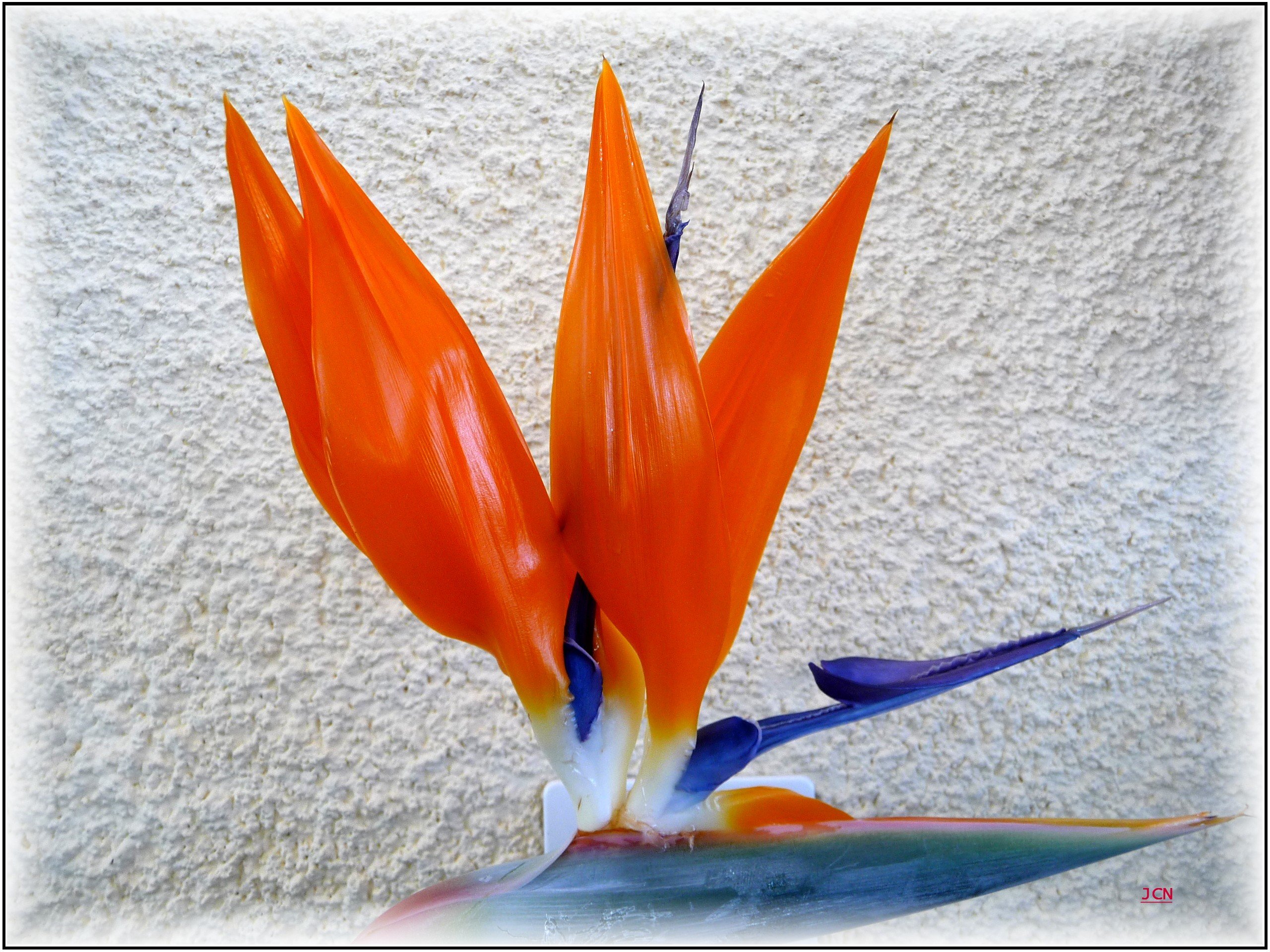 Fonds d'cran Nature Fleurs Oiseaux du Paradis