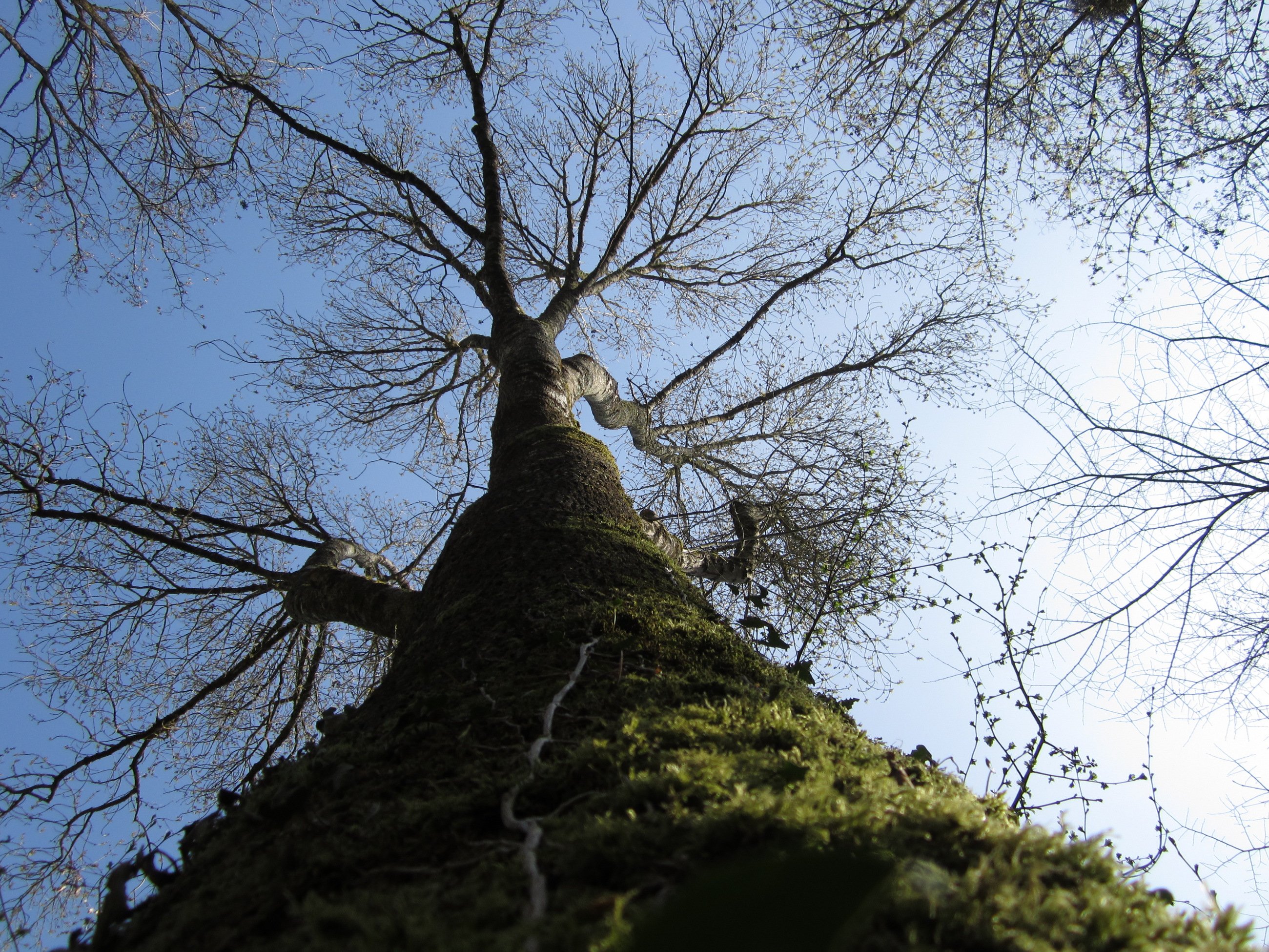 Fonds d'cran Nature Arbres - Forts Arborescence