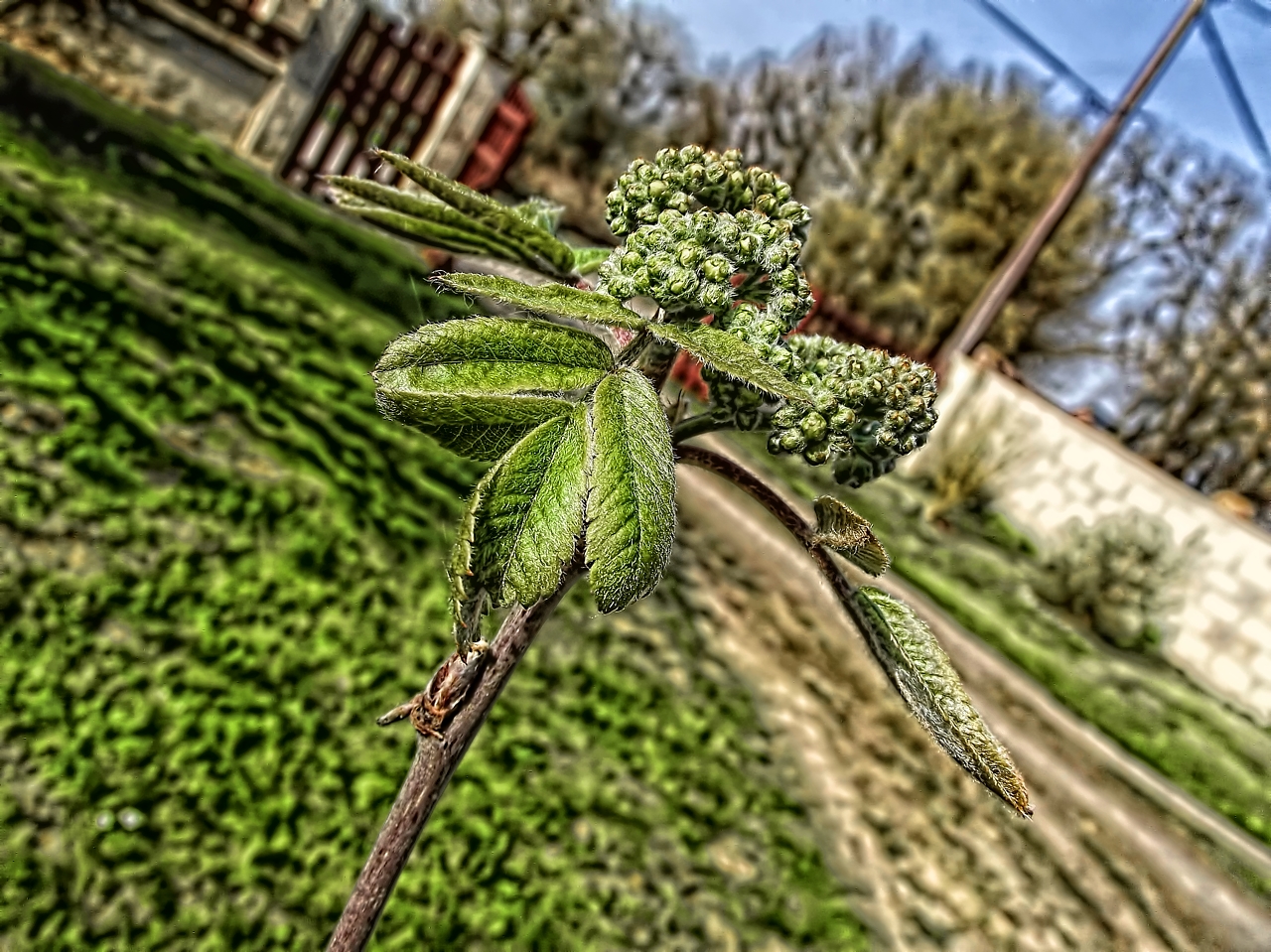 Fonds d'cran Nature Arbres - Forts Petit arbre deviendra grand.