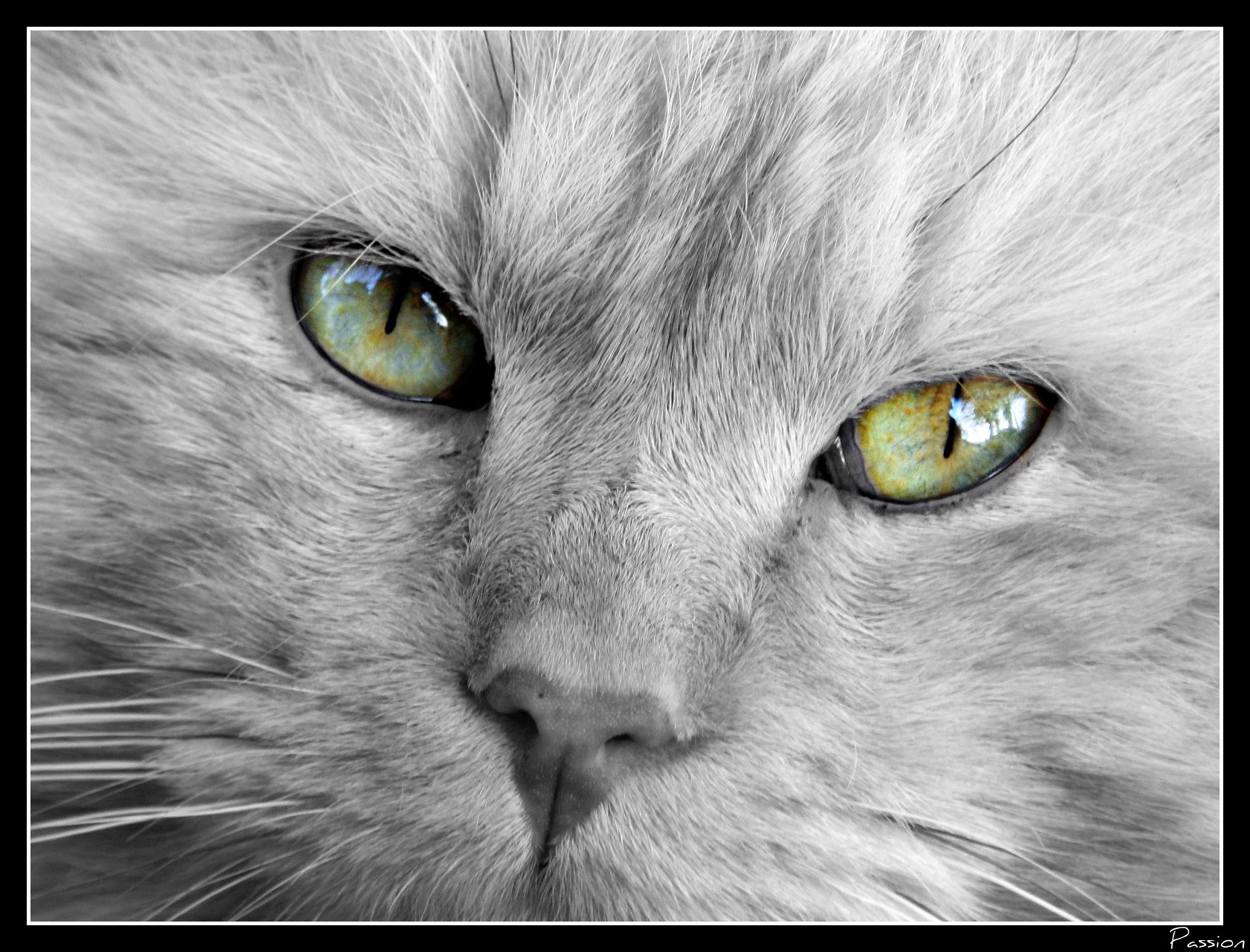 Wallpapers Animals Cats - Kittens Jolie Chat 