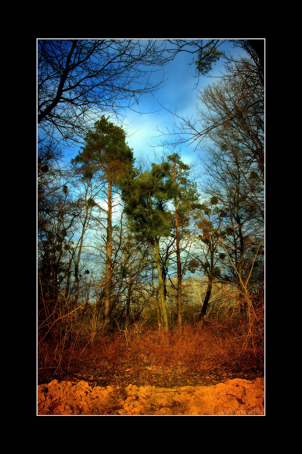 Fonds d'cran Nature Arbres - Forts Les derniers rayons du soleil brille. 2.