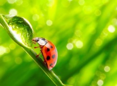 Fonds d'cran Animaux Coccinelles