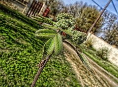  Nature Petit arbre deviendra grand.