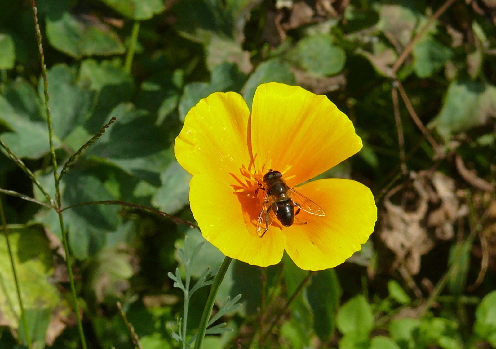 Fonds d'cran Animaux Insectes - Mouches 