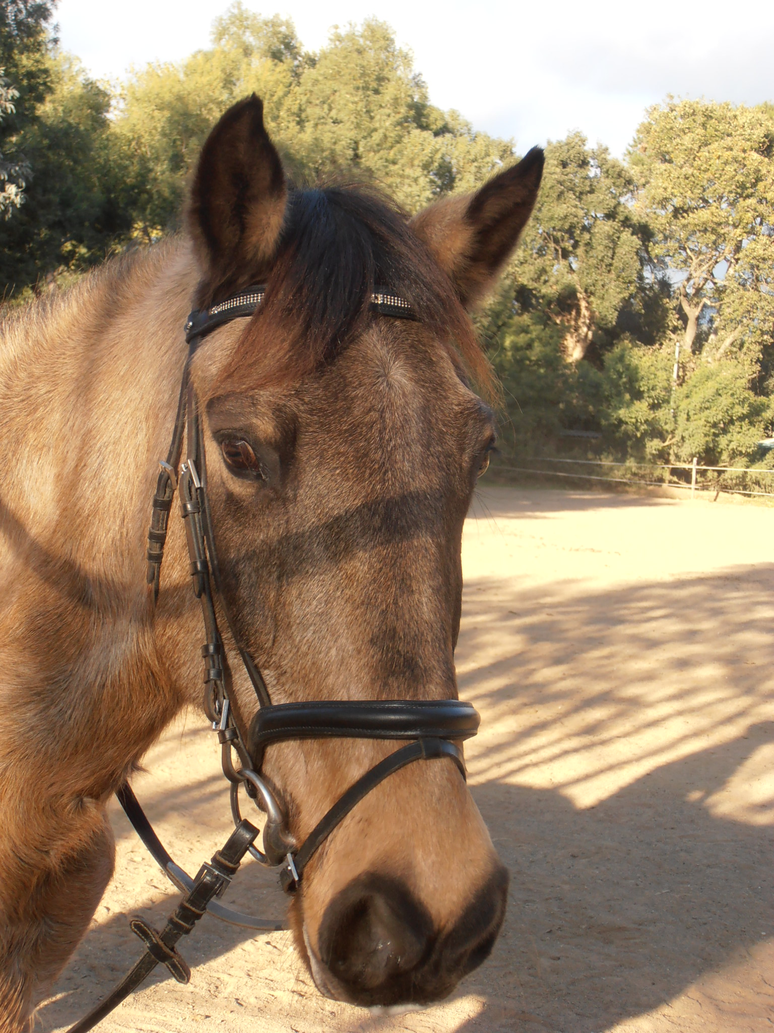 Fonds d'cran Animaux Chevaux 