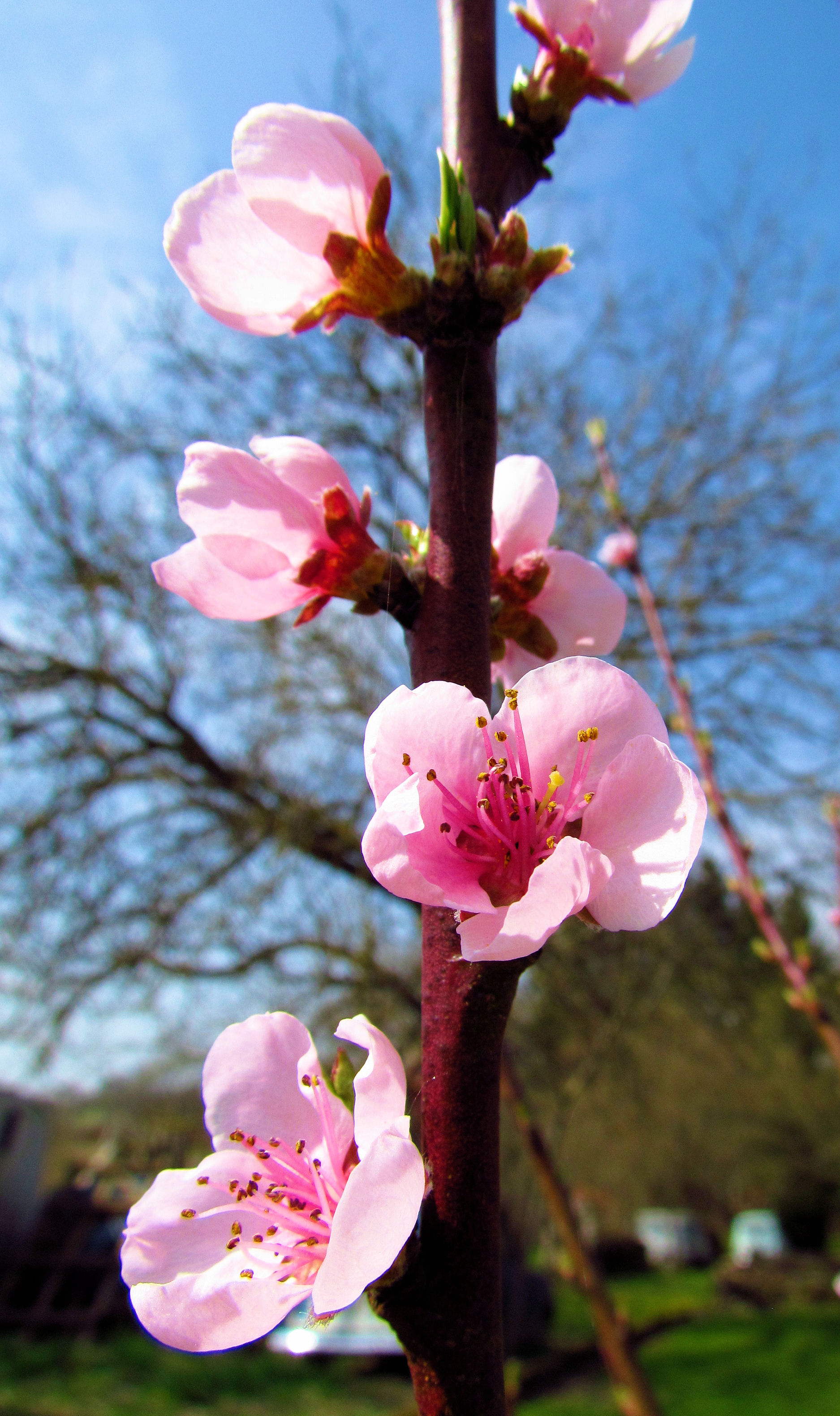 Fonds d'cran Nature Fleurs 