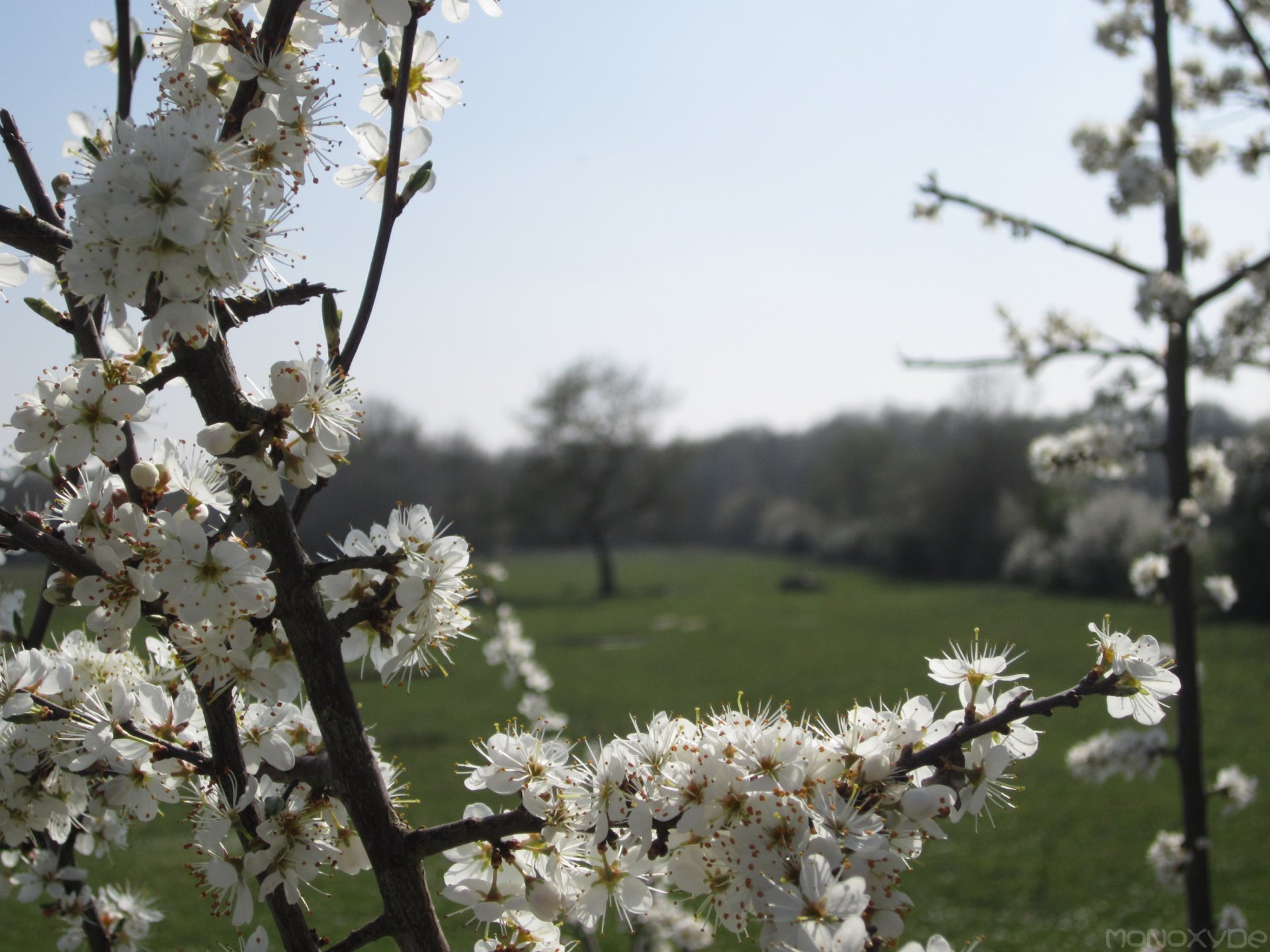 Fonds d'cran Nature Fleurs 