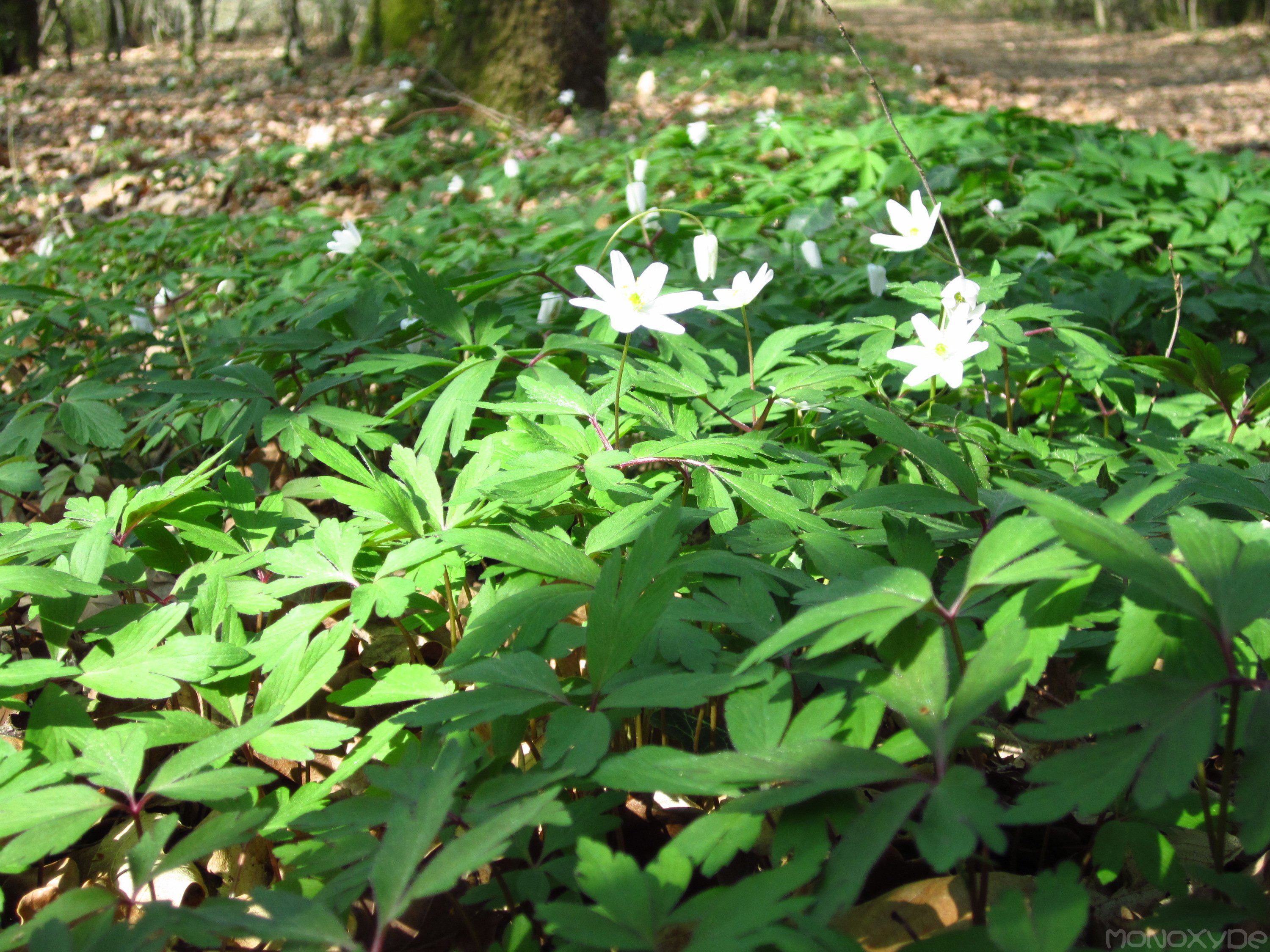 Fonds d'cran Nature Fleurs 