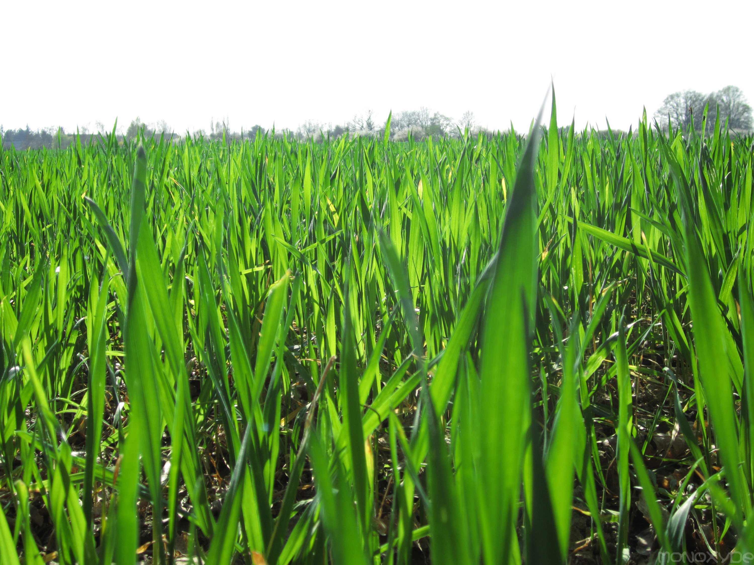 Fonds d'cran Nature Champs - Prairies 