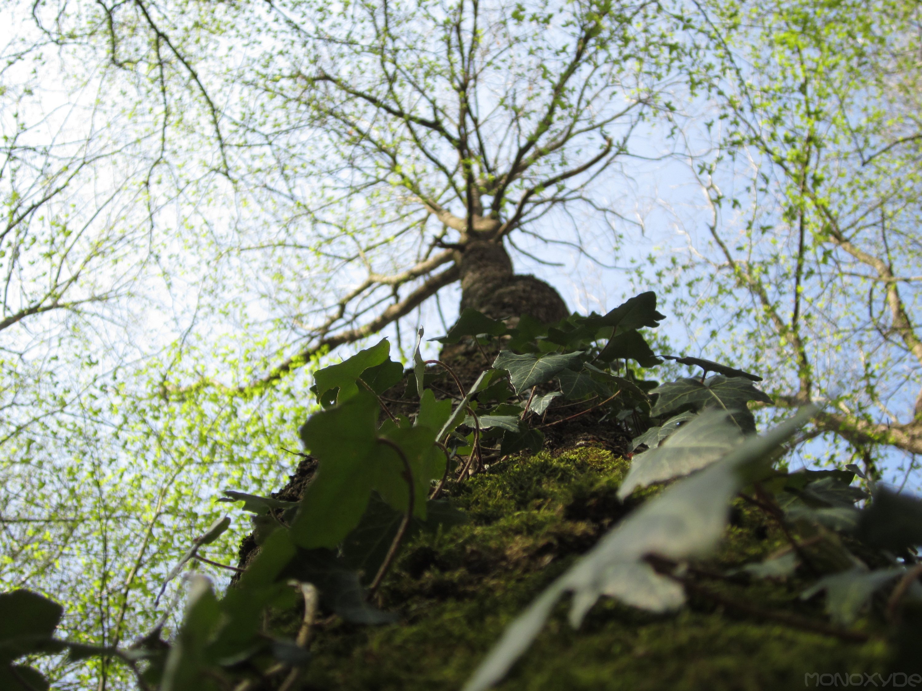 Fonds d'cran Nature Arbres - Forts Arborescence II