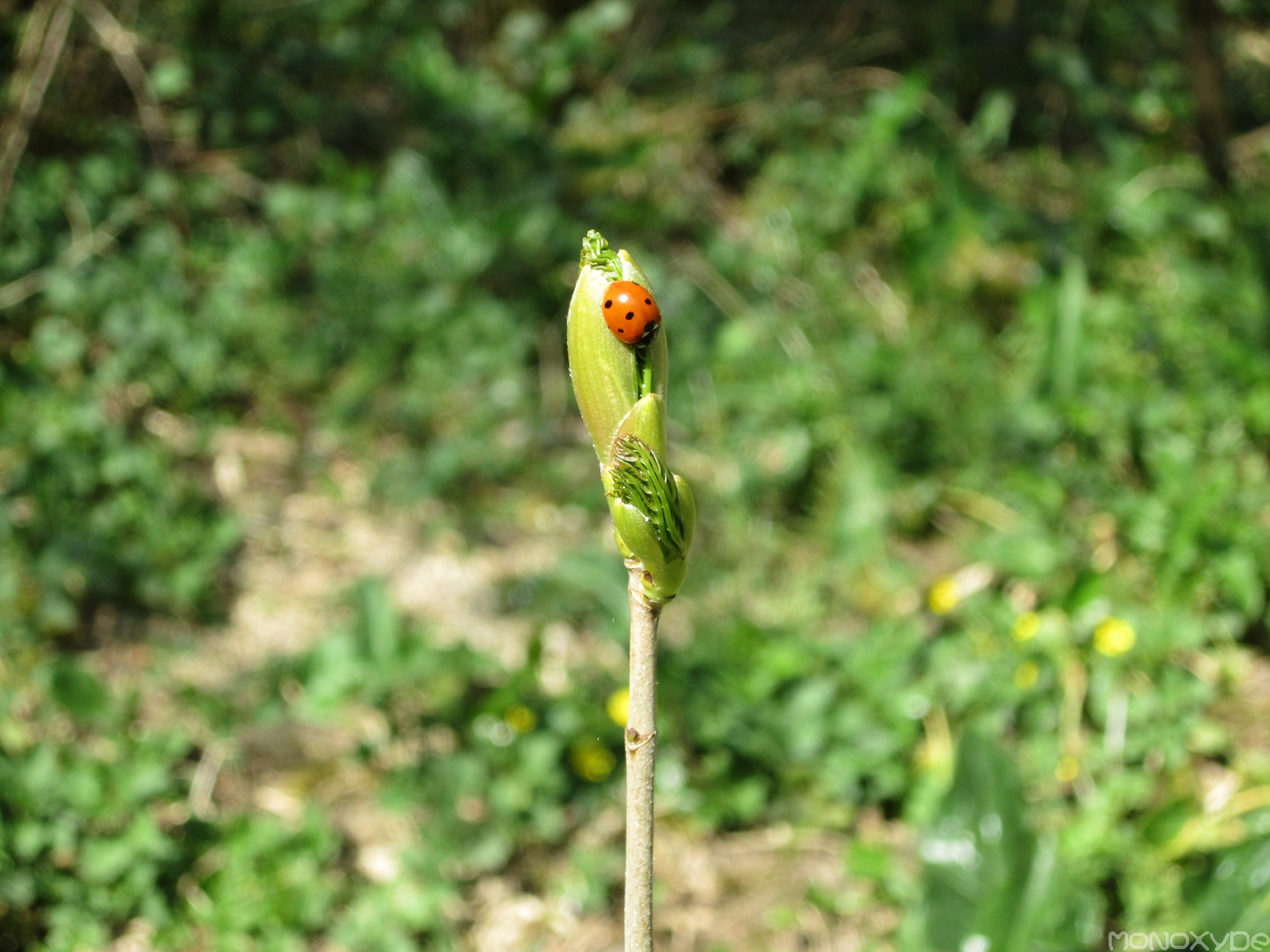 Fonds d'cran Animaux Insectes - Coccinelles Ssame, ouvre-toi !